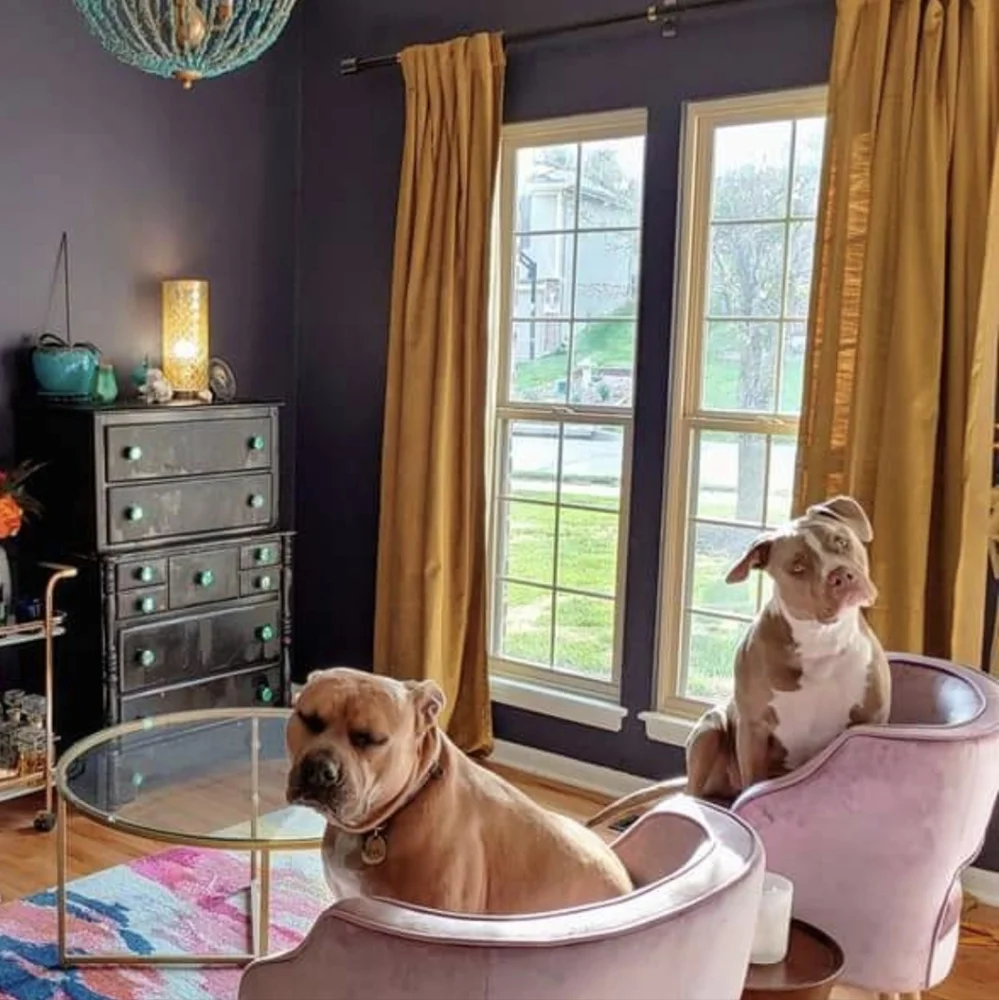 West Elm Luster Velvet Curtains 48x96 2 panels
